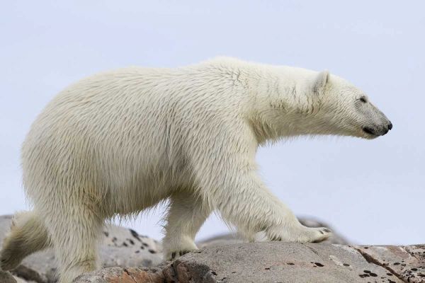 Norway, Svalbard Polar bear walking on rocks